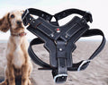 PawPath Road Trip — Genuine Leather Dog Harness
