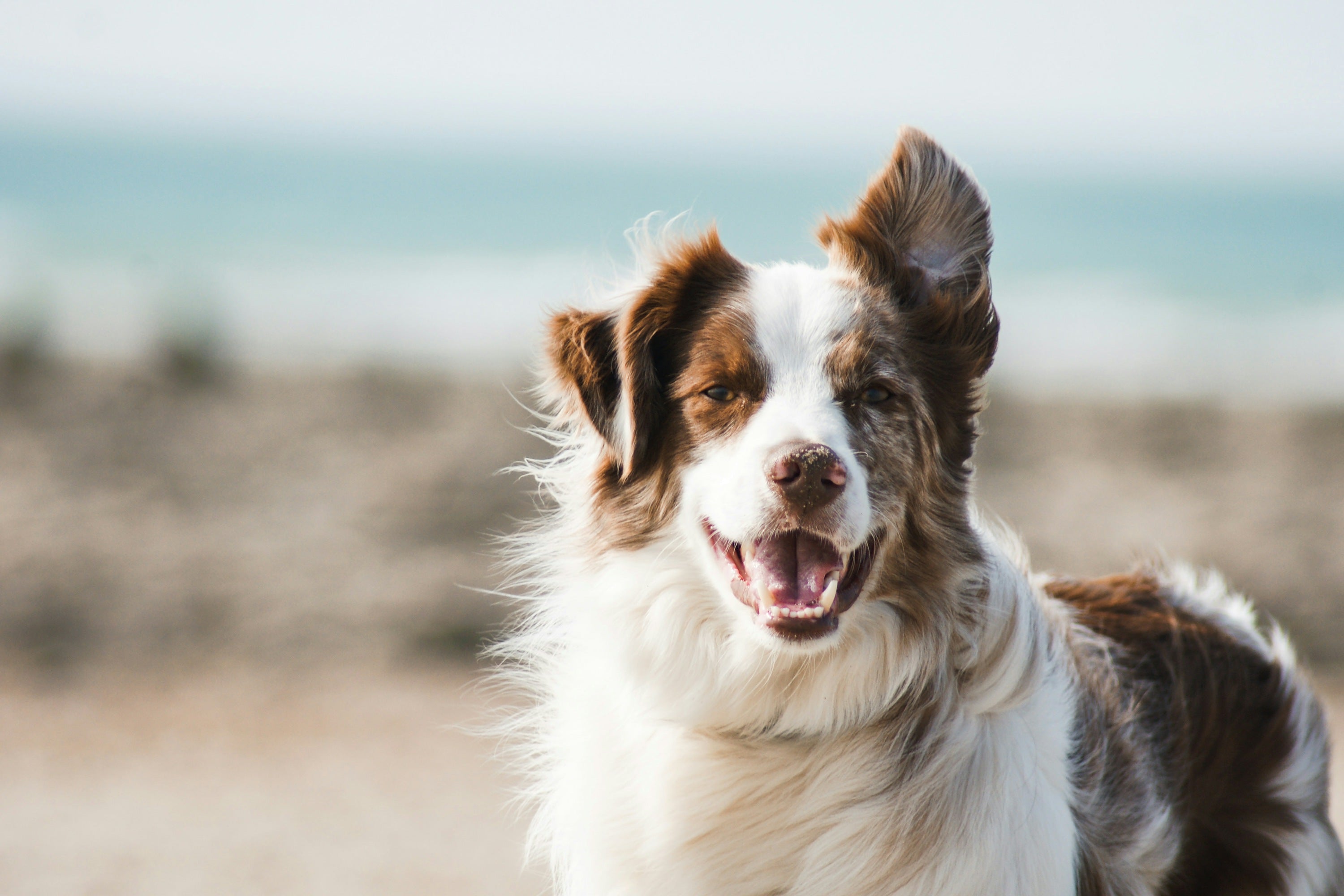 Dog on a walk with owner